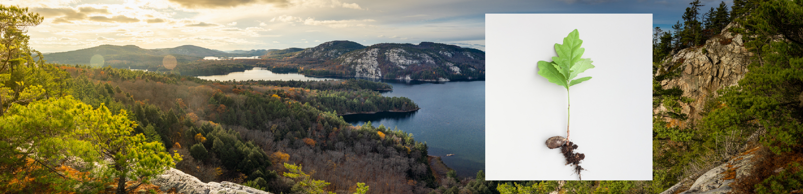 jll_sustainability_everyday_1650x400 Environment - trees, mountains and a lake with seedling tree